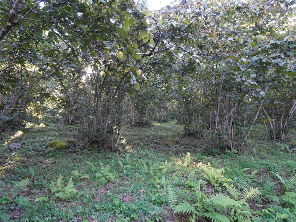 Haselnussgarten mit Farnen bei Giresun