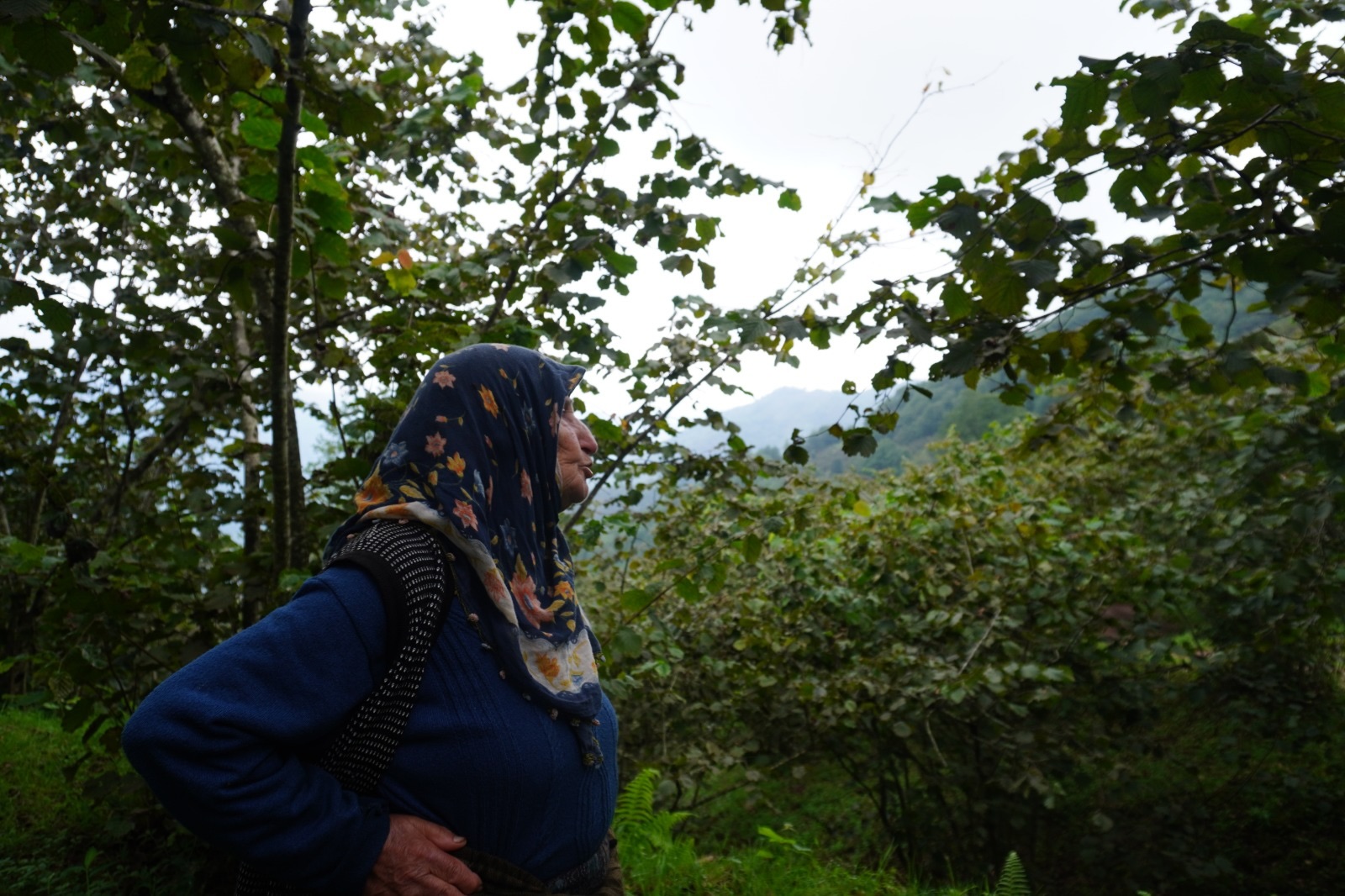 Haselnussbäuerin zwischen Haselnusssträuchern in den nebligen Bergen von Giresun